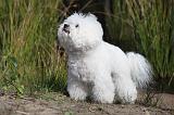 BICHON FRISE 319